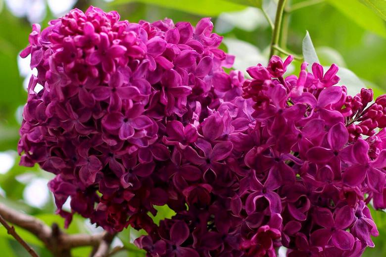 Новинки: поступление саженцы сирени для вашего сада