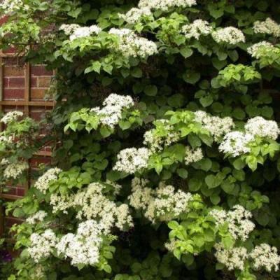 Черешковая в Витебске