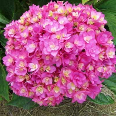 Ремонтантная в Витебске