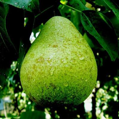 Зеленая в Витебске