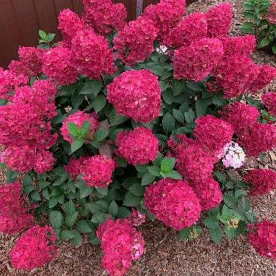 Красная в Витебске