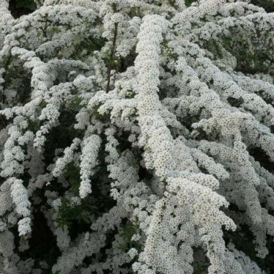 Серая в Витебске