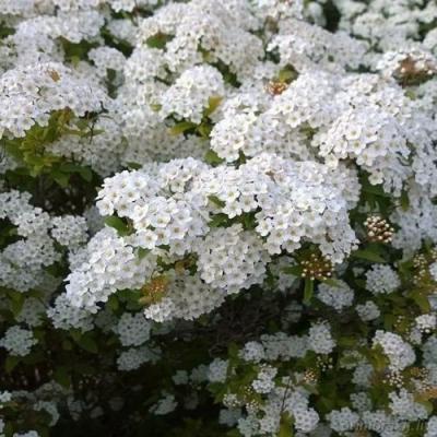 Белая в Витебске