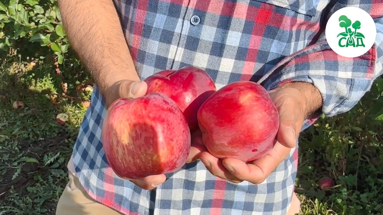 Превью видео