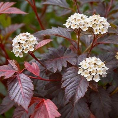 Бордовый в Витебске