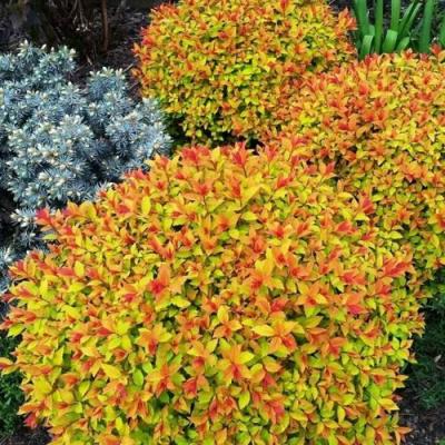 Низкорослая в Витебске