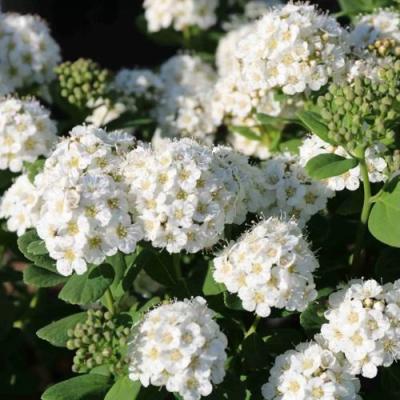 Березолистная в Витебске