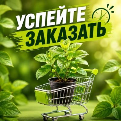 УСПЕЙТЕ ЗАКАЗАТЬ в Витебске