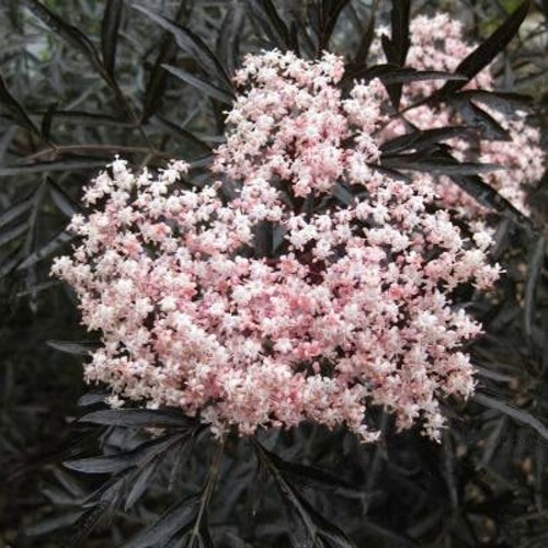 Бузина черная БЛЭК ЛЕЙС ЕВА в Витебске