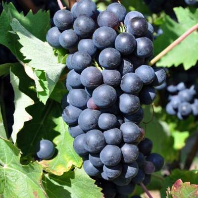 Круглый в Витебске