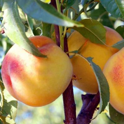 Колонновидные персики в Витебске
