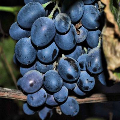 Синий в Витебске