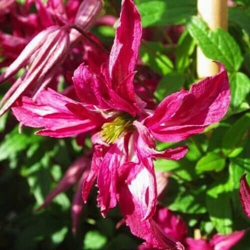 Клематис РОЗАЛИН в Витебске