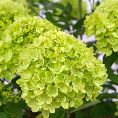 Зеленая в Витебске