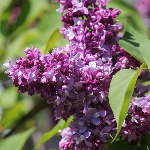 Сирень ИЗОБИЛИЕ в Витебске