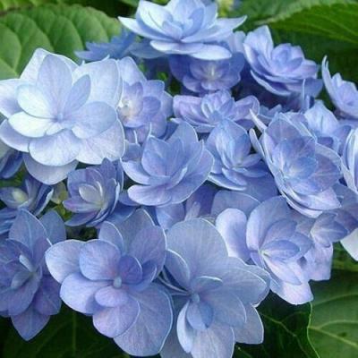 Голубая в Витебске