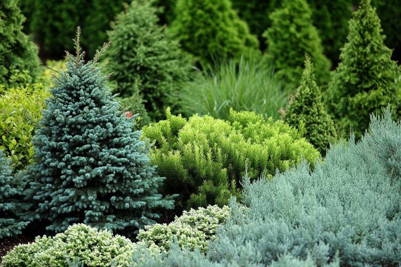 Обновление ассортимента: новые саженцы хвойных растений