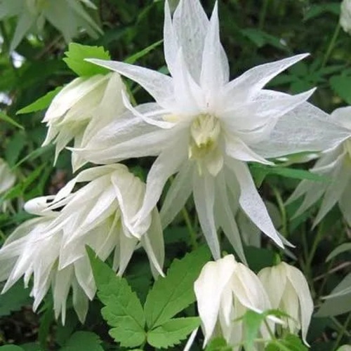 Княжик АЛЬБИНА ПЛЕНА белый махровый в Витебске