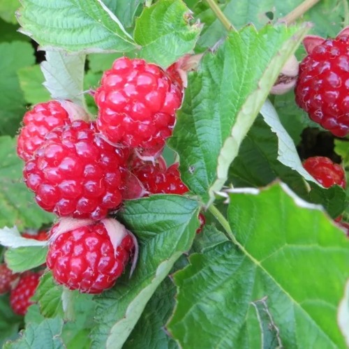 Ежемалина РЕД ДАЙМОНД в Витебске