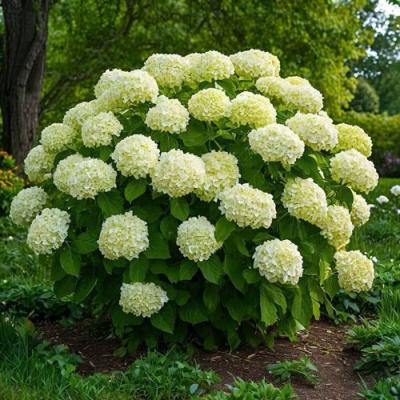 Большие (высокие) в Витебске