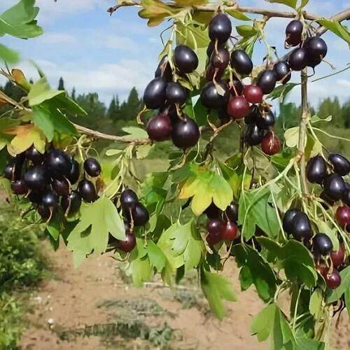 Смородина золотистая ЛЕВУШКА в Витебске