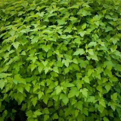 Зеленый в Витебске