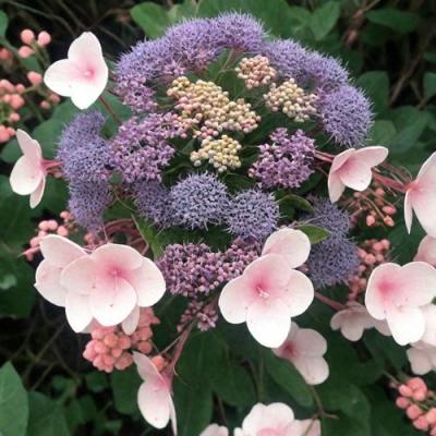 Шершавая в Витебске