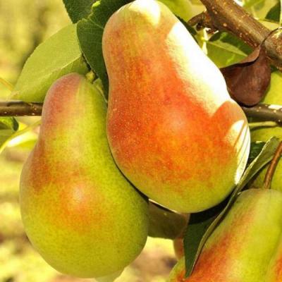 Красавица в Витебске