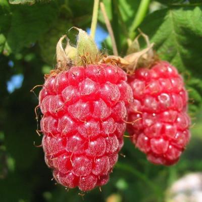 Крупная в Витебске