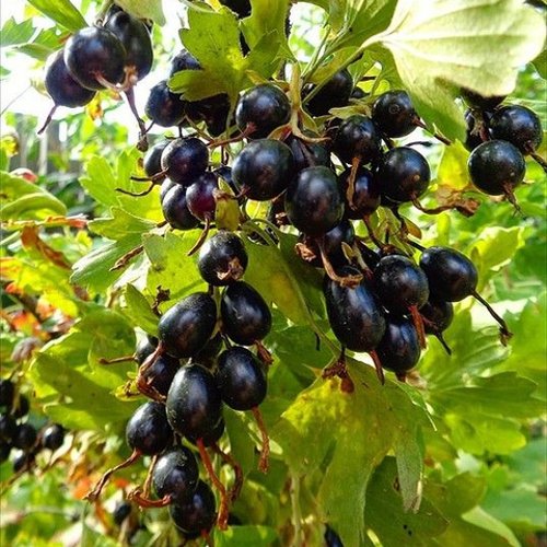 Смородина золотистая ОВАЛЬНАЯ в Витебске