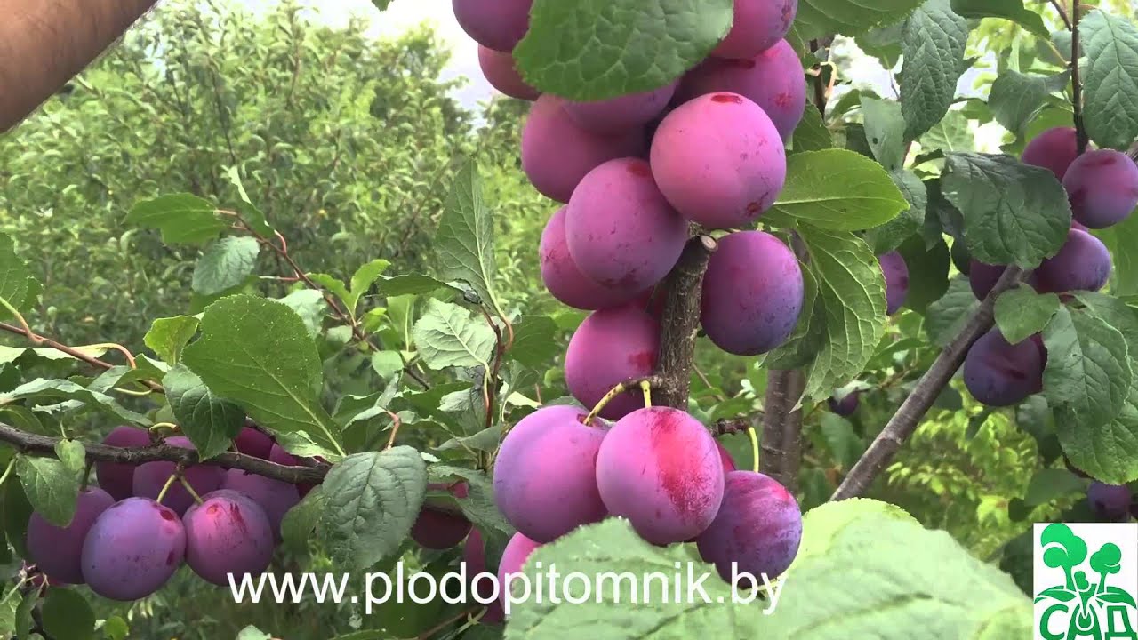 Превью видео