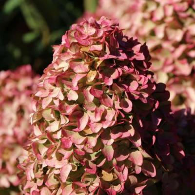 Мэджикал в Витебске