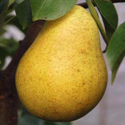 Крупная в Витебске