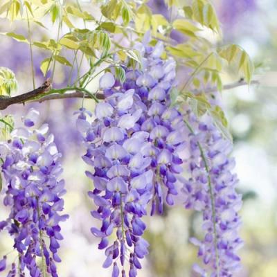 Глициния в Витебске