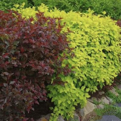 Калинолистный в Витебске