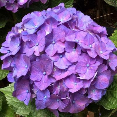 Фиолетовая в Витебске