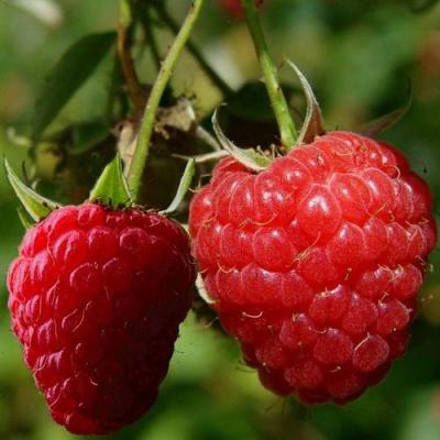 Кустовая в Витебске