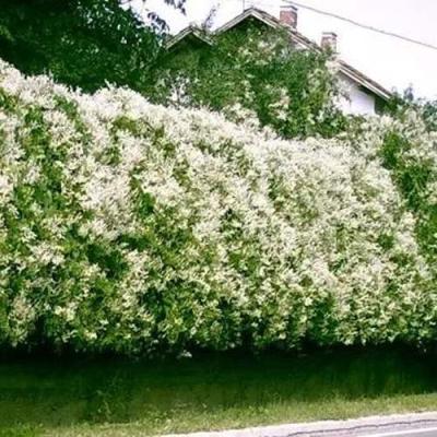 Фаллопия в Витебске