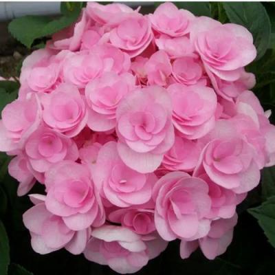 Махровая в Витебске