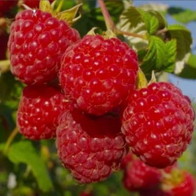 Ранняя в Витебске