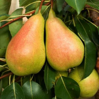 Сладкая в Витебске