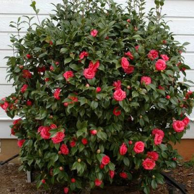 Камелия в Витебске