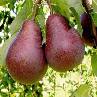 Красная в Витебске