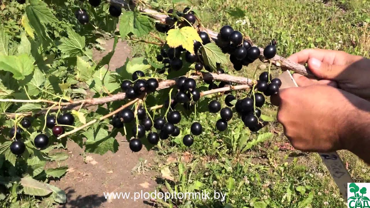 Превью видео