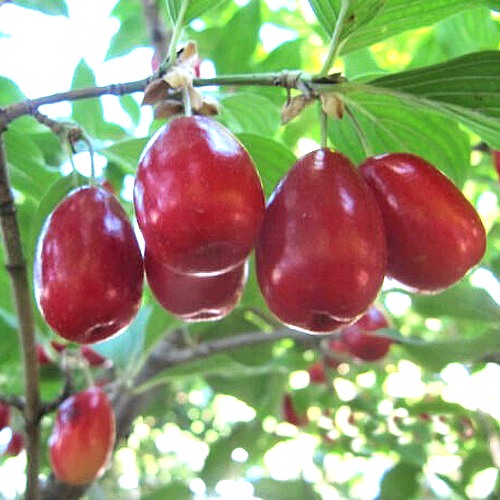 Кизил ЛУКЬЯНОВСКИЙ в Витебске