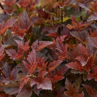 Красный в Витебске