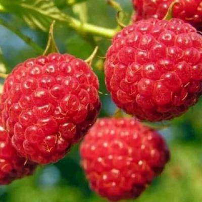 Поздняя в Витебске