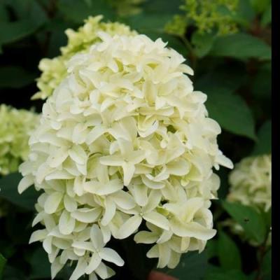 Средние в Витебске