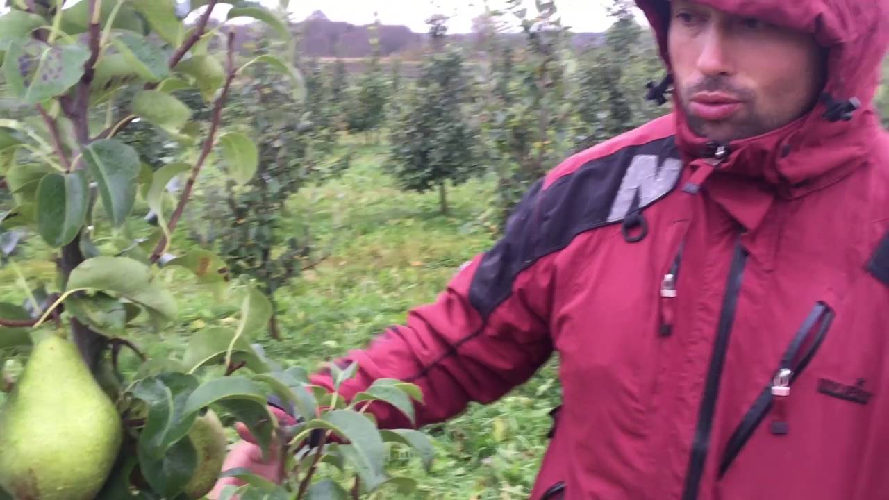 Превью видео