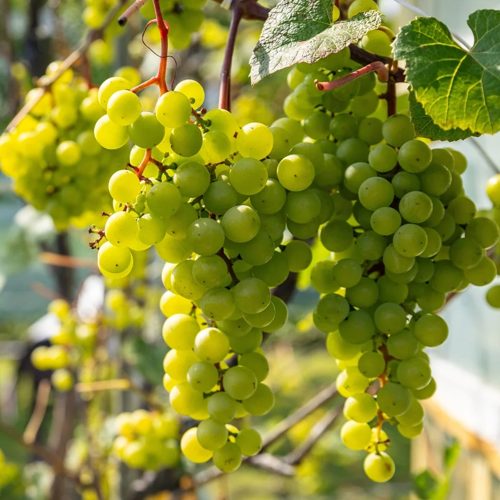 виноград зеленый.jpg